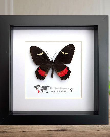 Framed parides iphidamas butterfly: transandean cattleheart wall decor