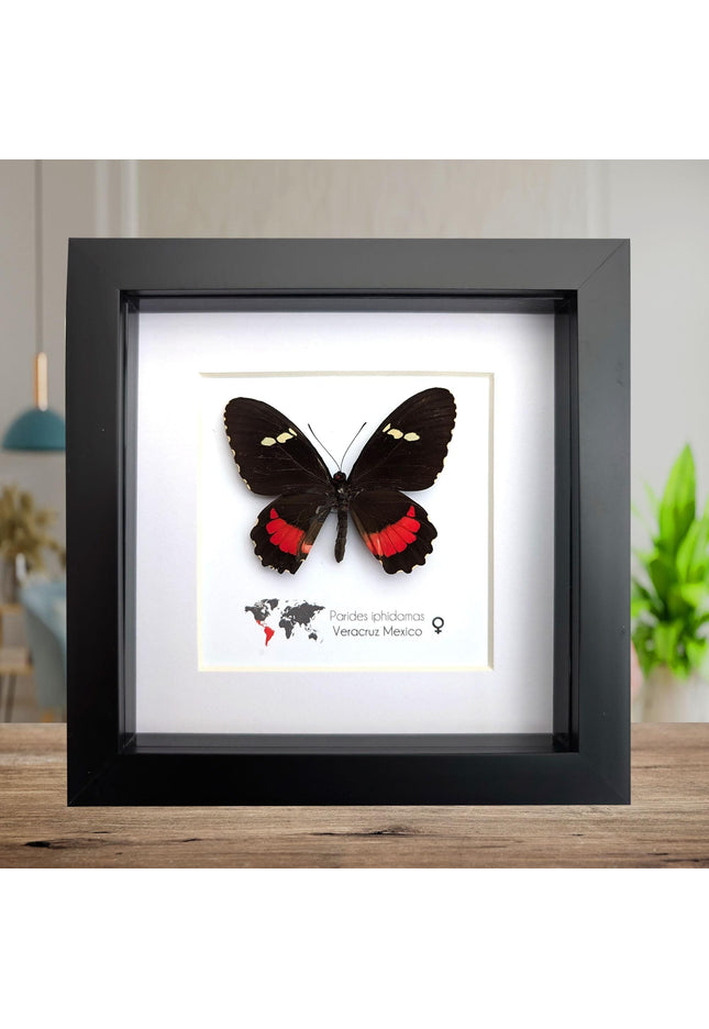 Framed parides iphidamas butterfly: transandean cattleheart wall decor