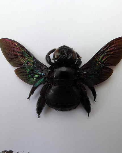 Framed giant purple carpenter bee taxidermy: ethically sourced entomology wall art