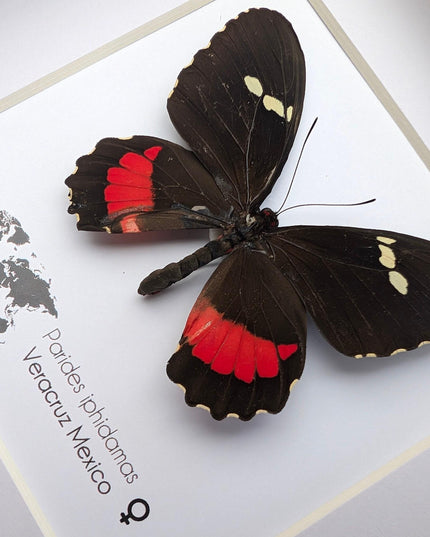Framed parides iphidamas butterfly: transandean cattleheart wall decor