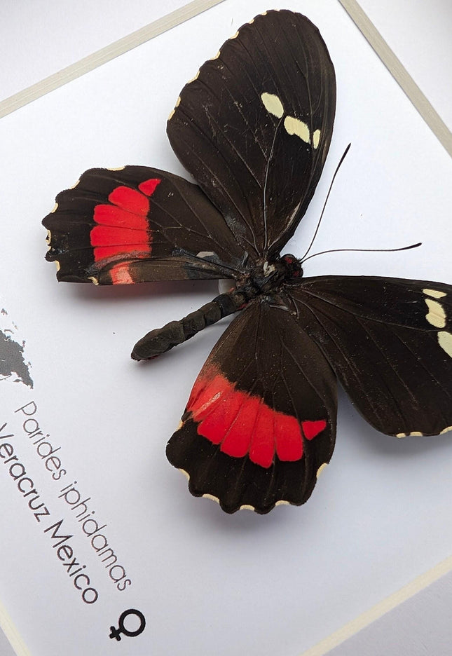 Framed parides iphidamas butterfly: transandean cattleheart wall decor