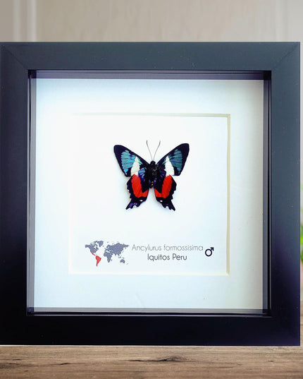 Framed ancyluris formosissima butterfly: 'living treasure' nature art