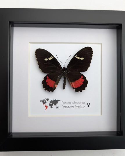 Framed parides iphidamas butterfly: transandean cattleheart wall decor