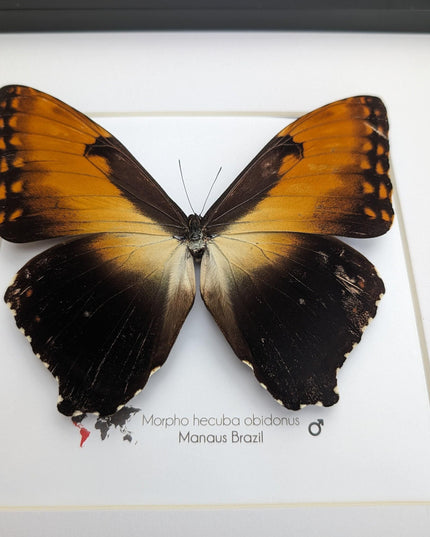 Framed Sunset Morpho Butterfly, Giant Copper Morpho, Brazil (10x10)