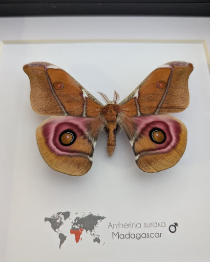 Framed Madagascar Bullseye Moth, Taxidermy Wall Decor (8x8)
