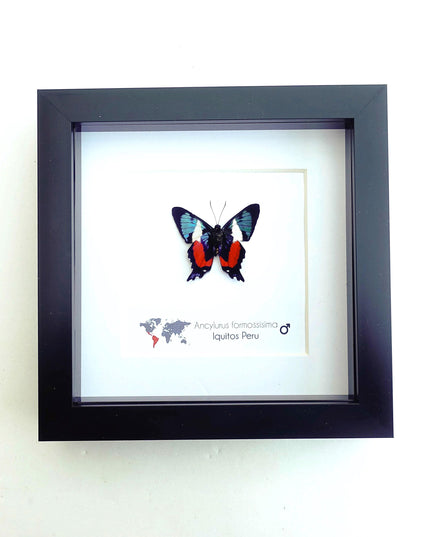 Framed ancyluris formosissima butterfly: 'living treasure' nature art