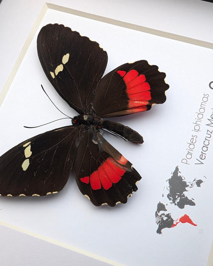 Framed parides iphidamas butterfly: transandean cattleheart wall decor
