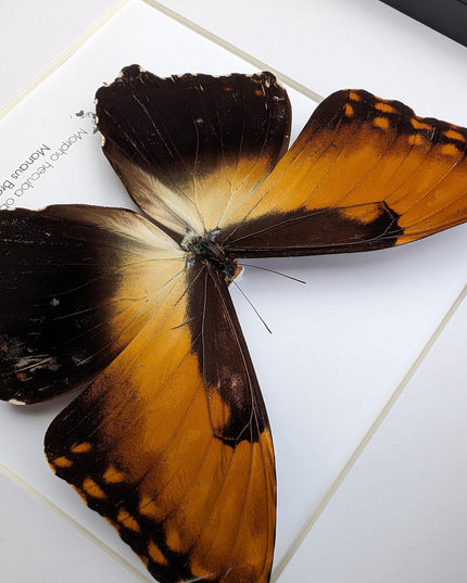 Framed Sunset Morpho Butterfly, Giant Copper Morpho, Brazil (10x10)