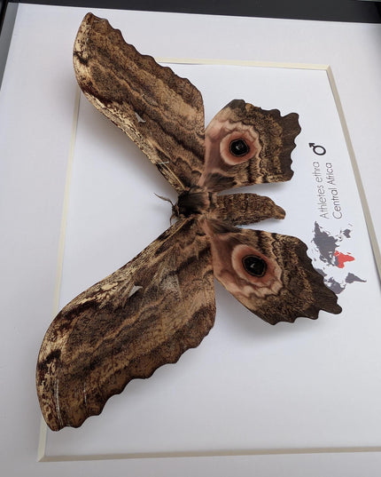 Framed athletes ethra moth, african saturniidae, entomology wall art (10x8)