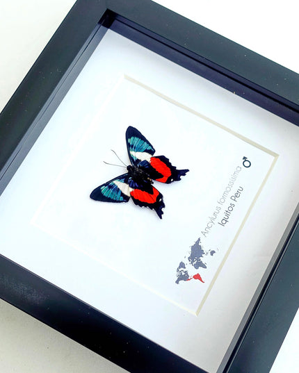 Framed ancyluris formosissima butterfly: 'living treasure' nature art