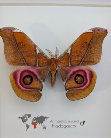 Framed Madagascar Bullseye Moth, Taxidermy Wall Decor (8x8)
