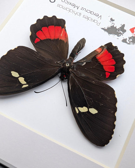 Framed parides iphidamas butterfly: transandean cattleheart wall decor