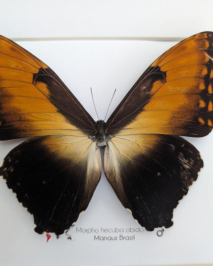 Framed Sunset Morpho Butterfly, Giant Copper Morpho, Brazil (10x10)