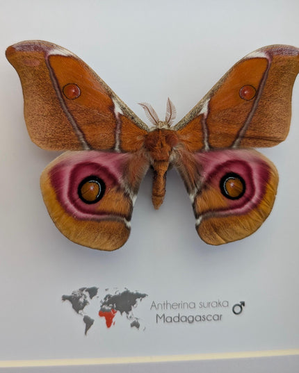Framed Madagascar Bullseye Moth, Taxidermy Wall Decor (8x8)