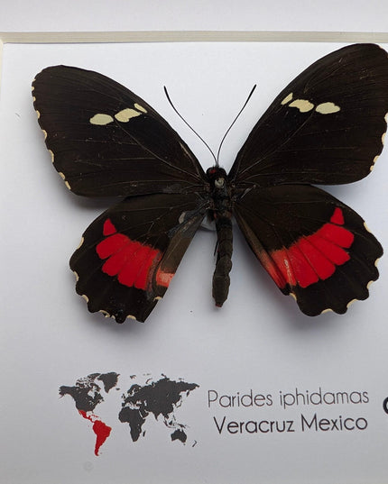 Framed parides iphidamas butterfly: transandean cattleheart wall decor