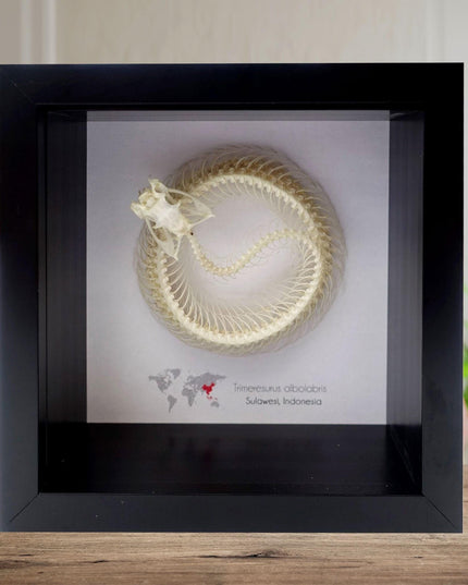 Framed white-lipped pit viper skeleton - sulawesi, indonesia (4x4)