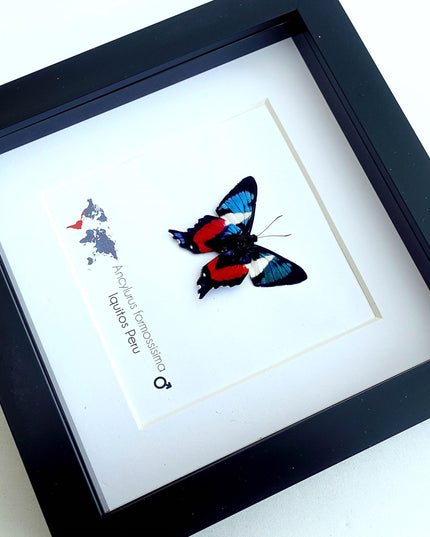 Framed ancyluris formosissima butterfly: 'living treasure' nature art