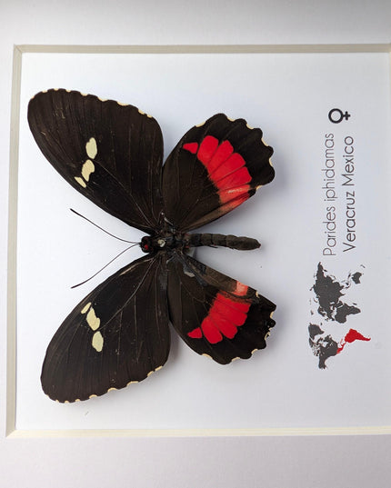 Framed parides iphidamas butterfly: transandean cattleheart wall decor