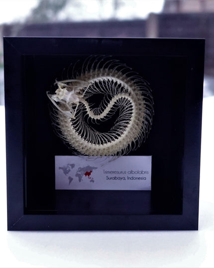 Framed white-lipped pit viper skeleton - sulawesi, indonesia (4x4)