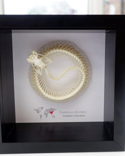 Framed white-lipped pit viper skeleton - sulawesi, indonesia (4x4)