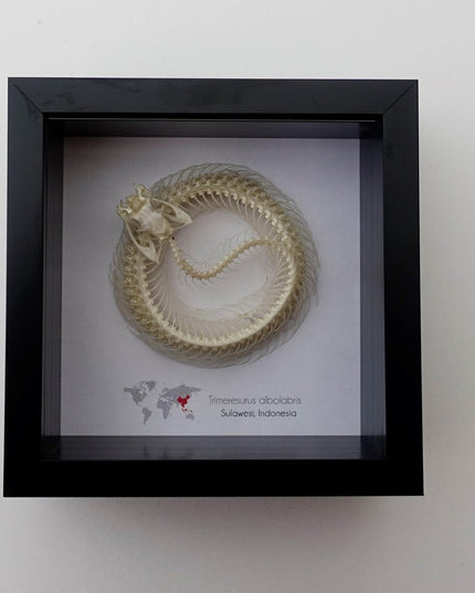 Framed white-lipped pit viper skeleton - sulawesi, indonesia (4x4)