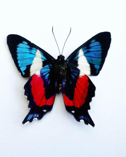Framed ancyluris formosissima butterfly: 'living treasure' nature art