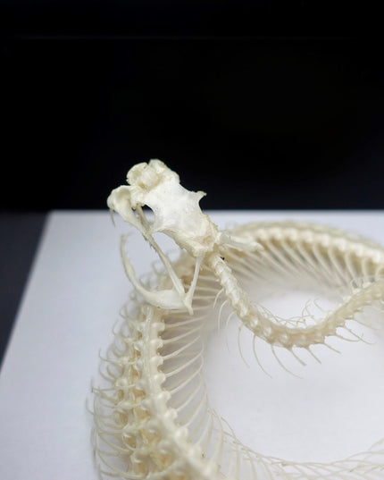 Framed white-lipped pit viper skeleton - sulawesi, indonesia (4x4)