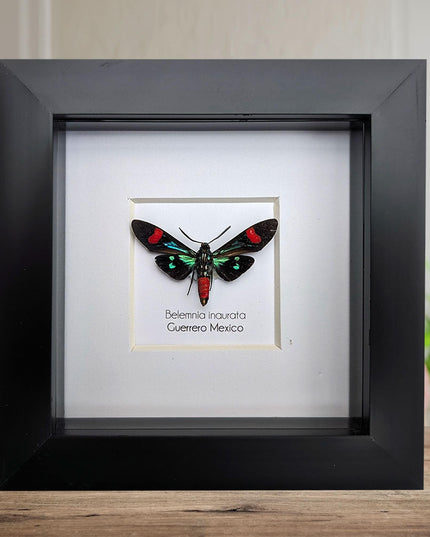 Belemnia inaurata, tiger moth  from veracruz, mexico, frame 4" x 4"