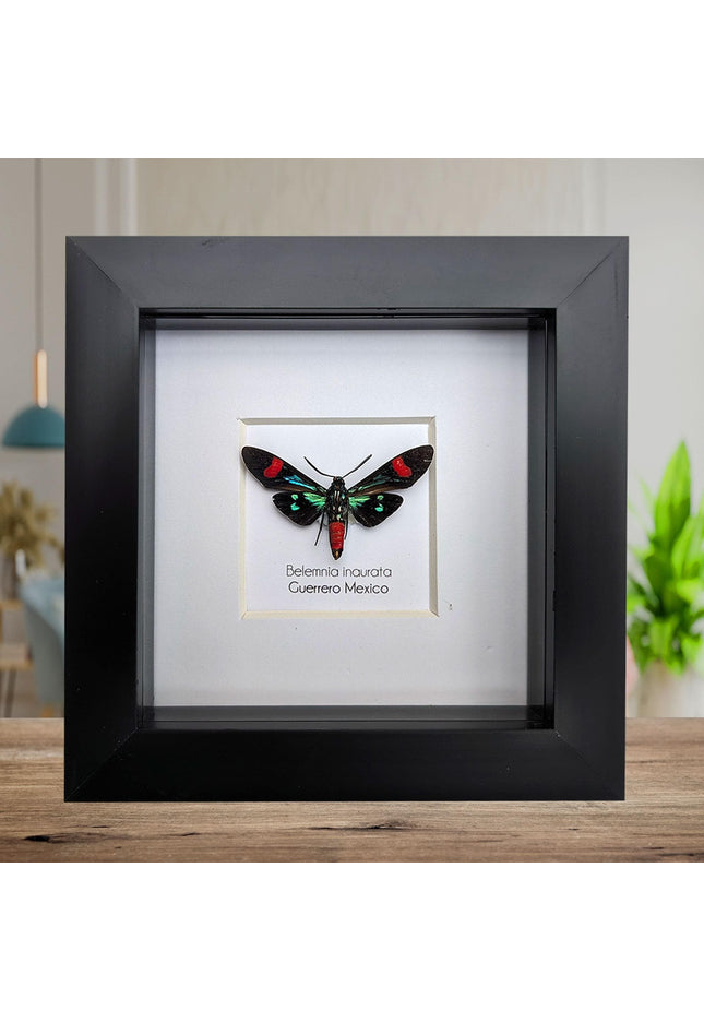 Belemnia inaurata, tiger moth  from veracruz, mexico, frame 4" x 4"