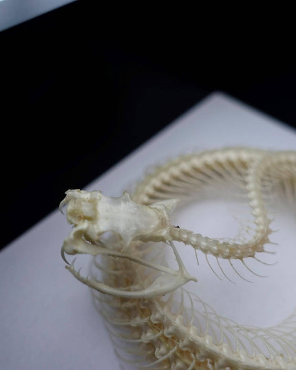 Framed white-lipped pit viper skeleton - sulawesi, indonesia (4x4)