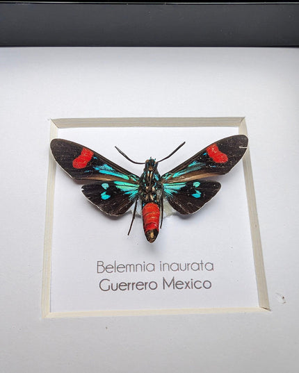 Belemnia inaurata, tiger moth  from veracruz, mexico, frame 4" x 4"