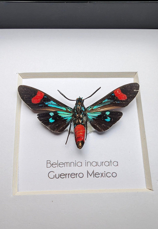 Belemnia inaurata, tiger moth  from veracruz, mexico, frame 4" x 4"