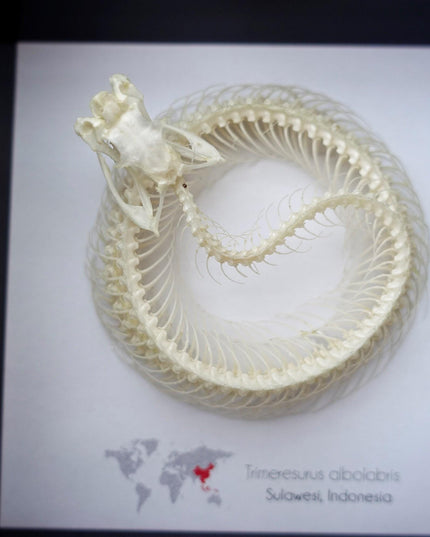 Framed white-lipped pit viper skeleton - sulawesi, indonesia (4x4)