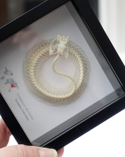 Framed white-lipped pit viper skeleton - sulawesi, indonesia (4x4)
