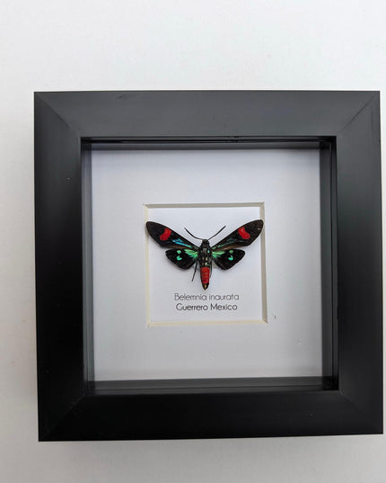 Belemnia inaurata, tiger moth  from veracruz, mexico, frame 4" x 4"