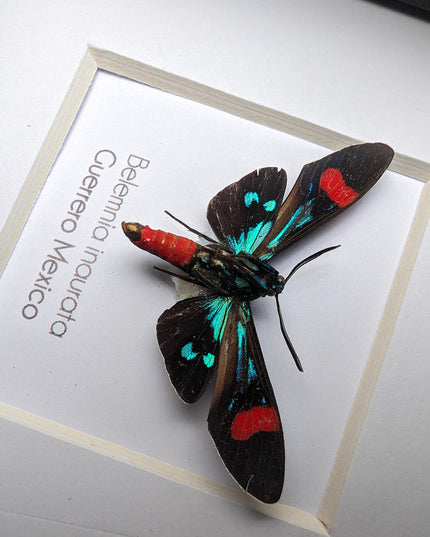 Belemnia inaurata, tiger moth  from veracruz, mexico, frame 4" x 4"