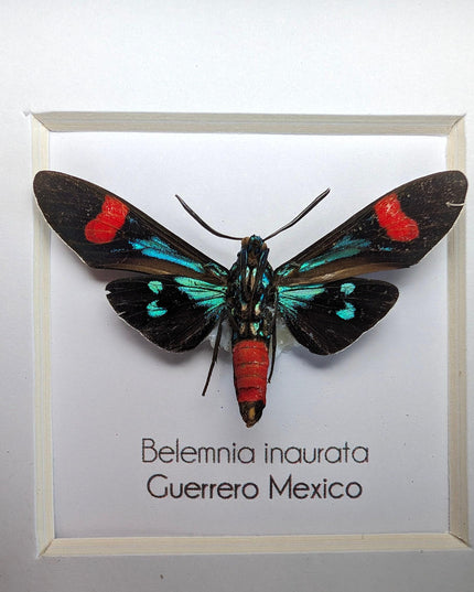 Belemnia inaurata, tiger moth  from veracruz, mexico, frame 4" x 4"