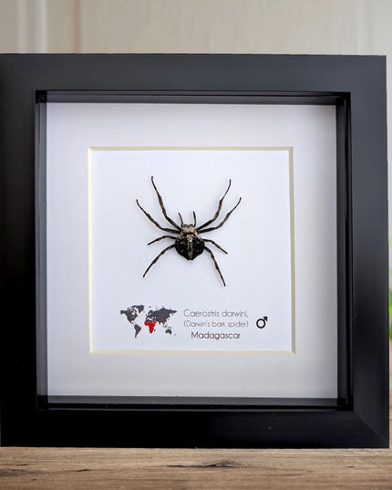 Framed darwin's bark spider: caerostris darwini - madagascar 6"x6"