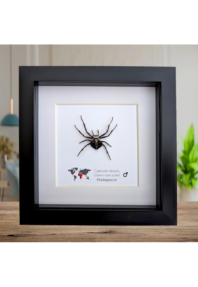 Framed darwin's bark spider: caerostris darwini - madagascar 6"x6"