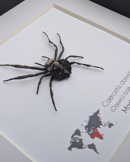 Framed darwin's bark spider: caerostris darwini - madagascar 6"x6"