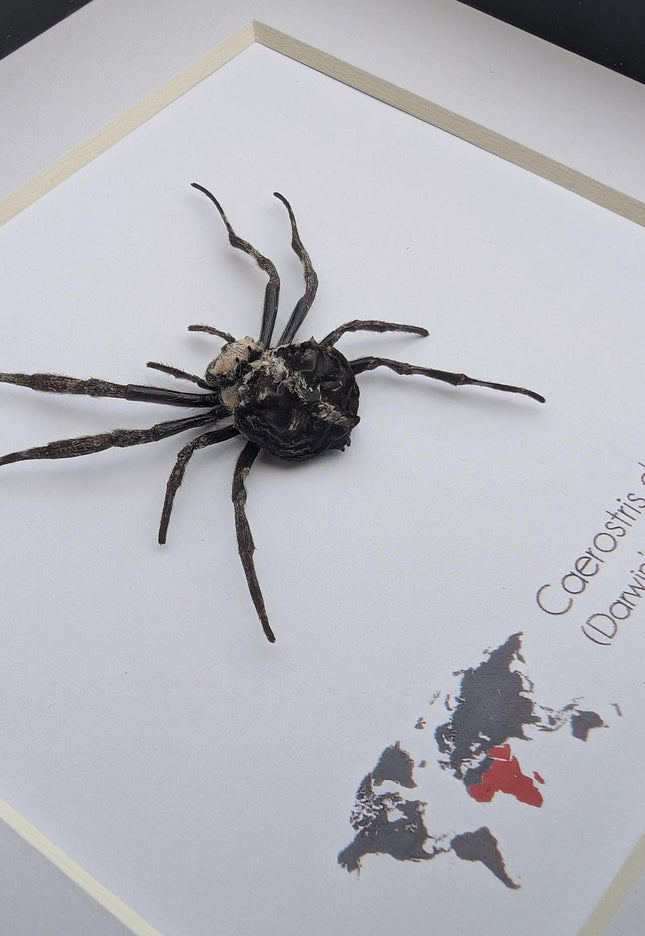 Framed darwin's bark spider: caerostris darwini - madagascar 6"x6"