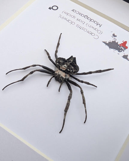 Framed darwin's bark spider: caerostris darwini - madagascar 6"x6"