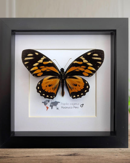 Framed tiger swallowtail taxidermy: orange & black butterfly wall decor