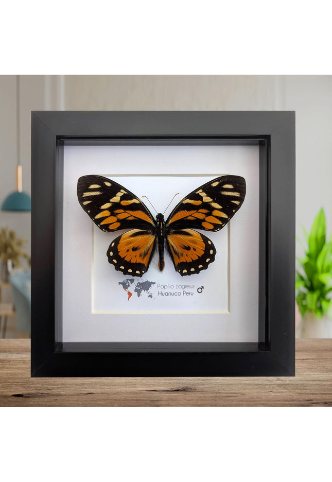 Framed tiger swallowtail taxidermy: orange & black butterfly wall decor