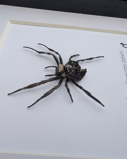 Framed darwin's bark spider: caerostris darwini - madagascar 6"x6"
