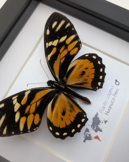 Framed tiger swallowtail taxidermy: orange & black butterfly wall decor