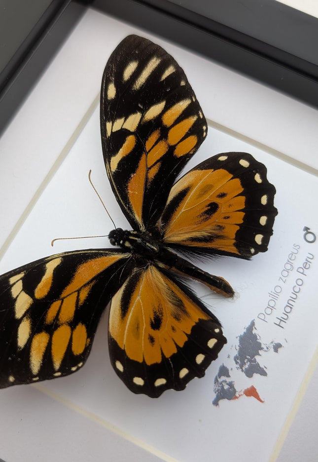 Framed tiger swallowtail taxidermy: orange & black butterfly wall decor