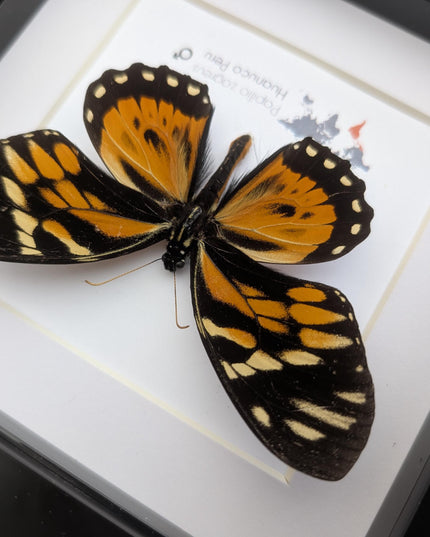 Framed tiger swallowtail taxidermy: orange & black butterfly wall decor