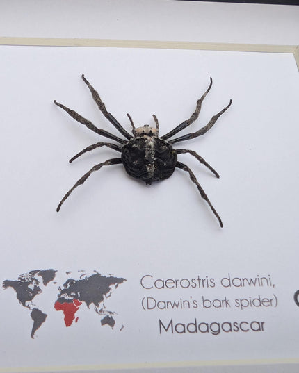 Framed darwin's bark spider: caerostris darwini - madagascar 6"x6"