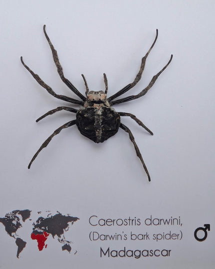 Framed darwin's bark spider: caerostris darwini - madagascar 6"x6"